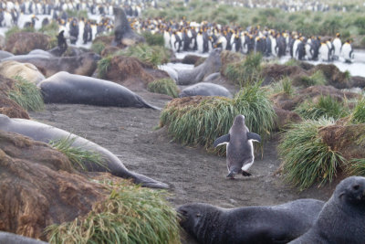 53 Gentoo running thru seals.jpg