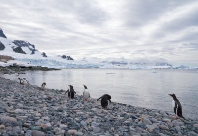 57 Gentoos along beach.jpg