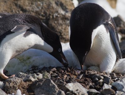 62 Adelie pair wth egg and rock.jpg