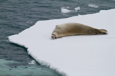 63 Crabeater Seal.jpg