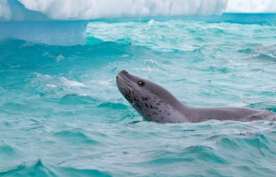 64 Lepard Seal.jpg