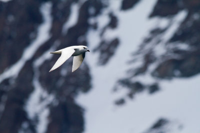 65 Snow Petrel by mountain.jpg