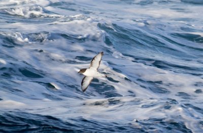68 Cape  petrel by sea.jpg