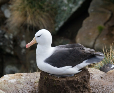 Albatross on nest.jpg