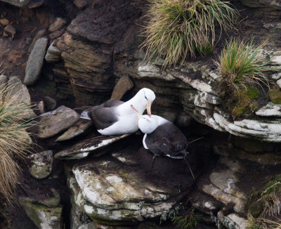 Albatross preening mate.jpg