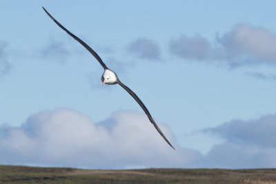 Albatross_.jpg