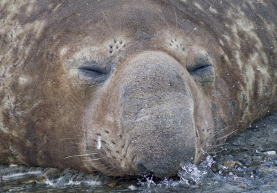 Elephant seal male.jpg