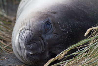 Elephant seal weaner.jpg