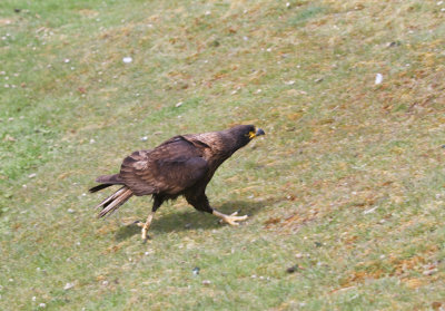 Striated Caracara running.jpg