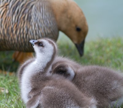 Gosling- Upland Goose.jpg