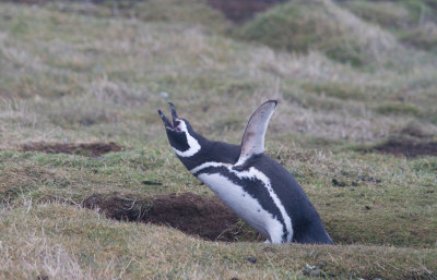 Magellanic penguin calling.jpg