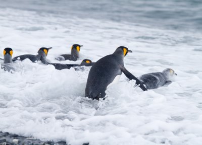 Antarctica and SubAntarctica Penguins 2009