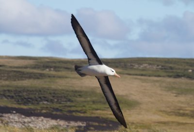 Albatross in flight.jpg