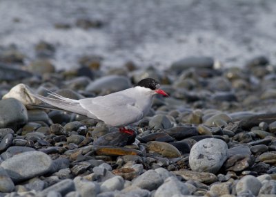 Anarctic tern female-2.jpg
