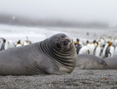 Elephant seal weaner-2.jpg