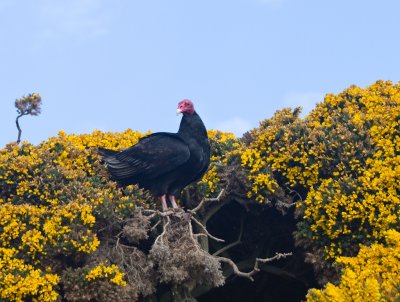 Turkey vulture at nest entrance.jpg