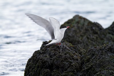 Anarctic tern  female.jpg