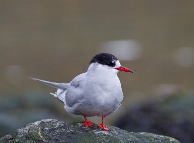 Antarctic Tern.jpg