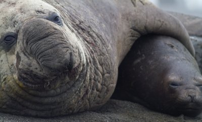 Elephant Seal Male Female.jpg