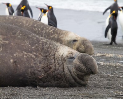 Elephant Seal Males.jpg