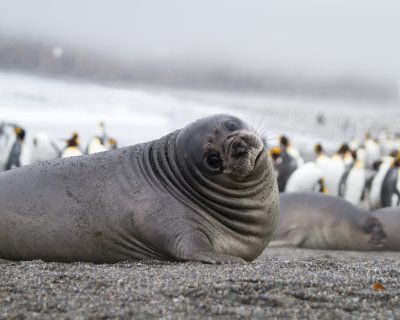 Elephant seal weaner-3.jpg