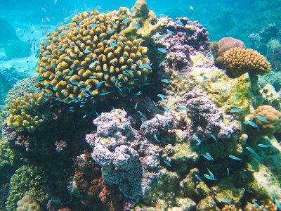 Coral with Blue Damsel Fish