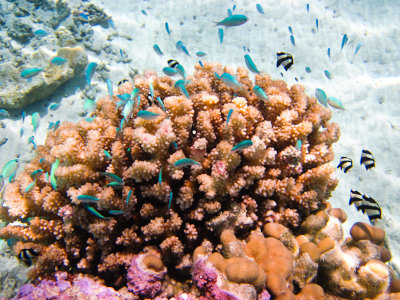 Coral with Blue Damsel Fish