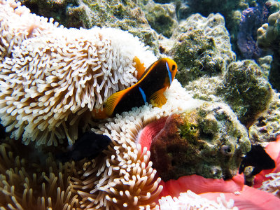 Clown fish and anemone