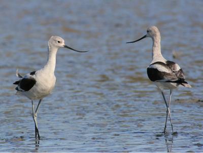 Avocets eying each other