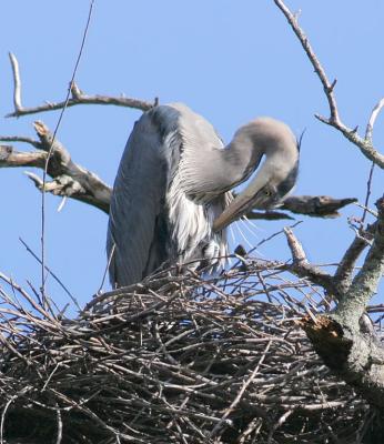 Preening