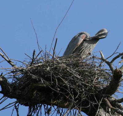Preening new feathers