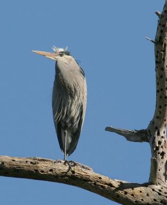 Male guarding the original nest