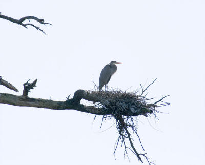 Female on the original nest
