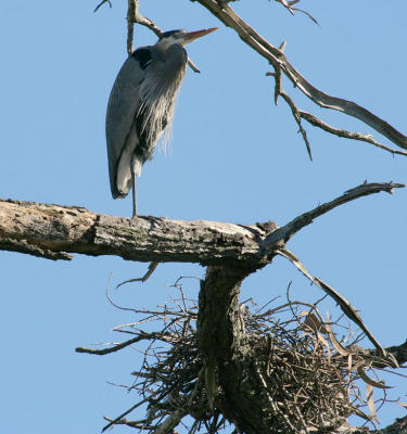 Third heron by the new nest