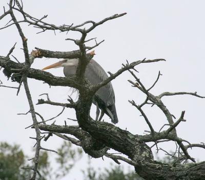 Second Heron in same tree