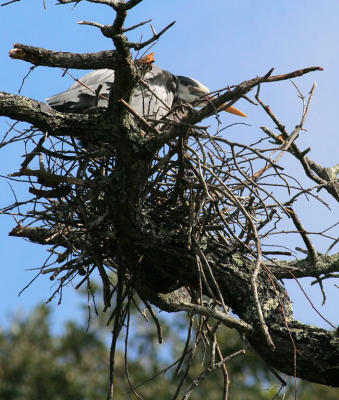 Second pair rebuilding a nest