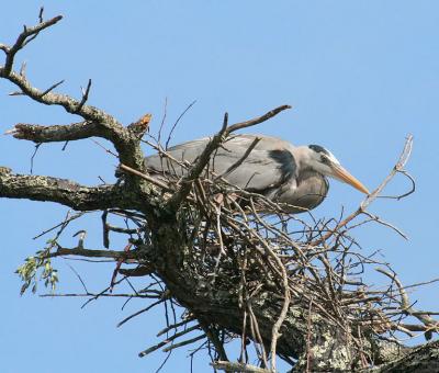 Second pair rebuilding a nest