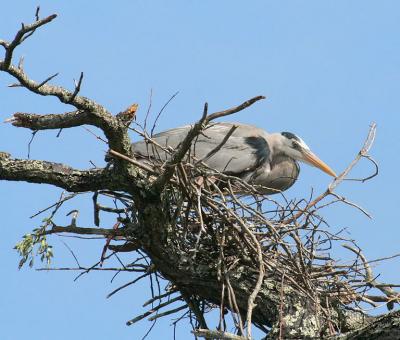 3/12/06  Rebuilding the Nest