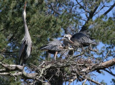 Displaying behavior as male from other nest was hanging out by larger pair's nest