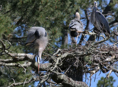 Displaying when heron from other pair was coming close to first pair's nest