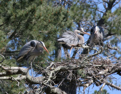 Display at approach of heron from second pair to nest of first pair