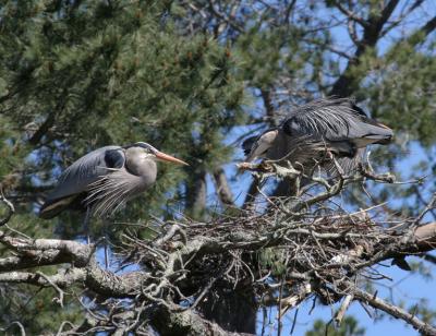 First pair's nest