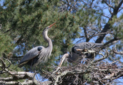 First pair's nest