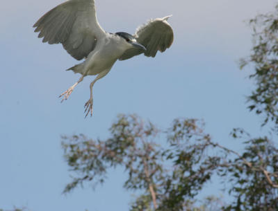 Night Heron flying to nesting area