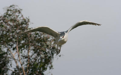 Night Heron flying to nesting area