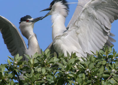 Black Crowned Night Herons arguing