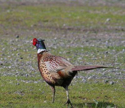 Pheasant