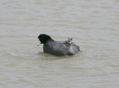 Coot, bathing