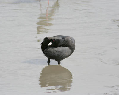 Coot, bathing