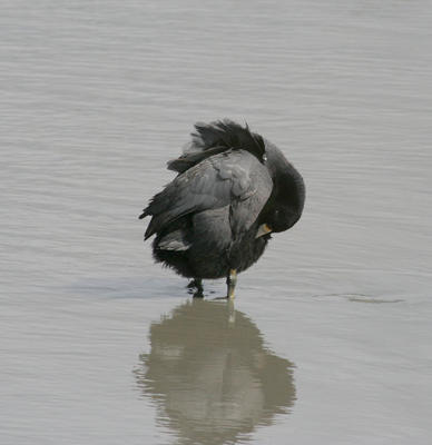 Coot, bathing